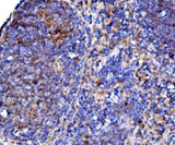 Anti-Cd38 Antibody Boster Bio