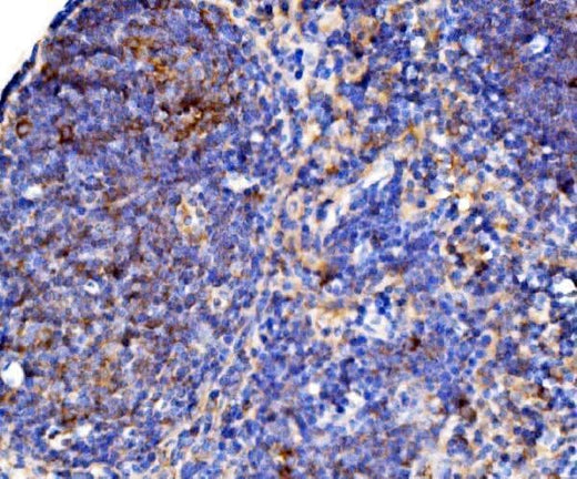 Anti-Cd38 Antibody Boster Bio