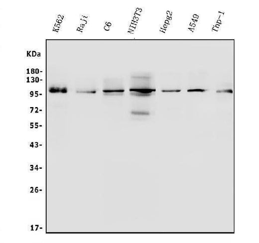 Anti-ITCH/AIP4 Antibody Picoband® Boster Bio