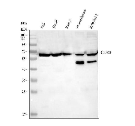 Anti-CD80 Antibody Picoband® Boster Bio