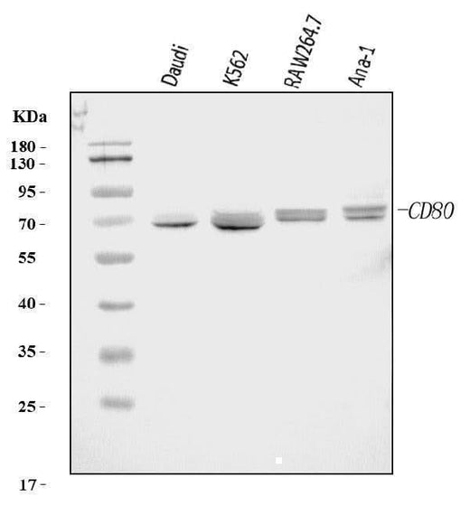 Anti-Cd80 Antibody Picoband® Boster Bio