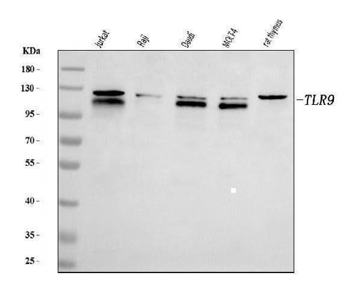 Anti-TLR9 Antibody Picoband® Boster Bio