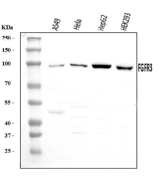 Anti-FGFR3 Antibody Picoband® Boster Bio