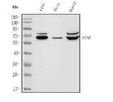 Anti-PINK1 Antibody Picoband® Boster Bio