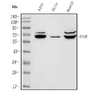 Anti-PINK1 Antibody Picoband® Boster Bio