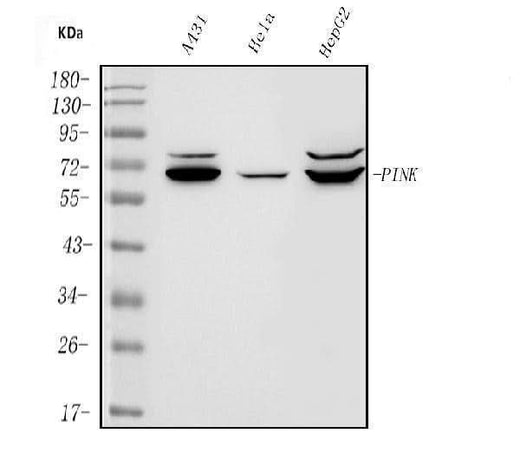 Anti-PINK1 Antibody Picoband® Boster Bio