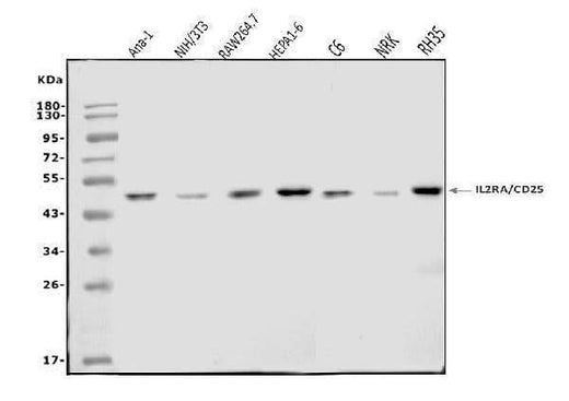 Anti-IL-2 Receptor alpha/Il2ra Antibody Picoband® Boster Bio