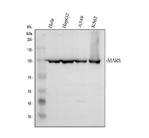 Anti-MARS1 Antibody Picoband® Boster Bio