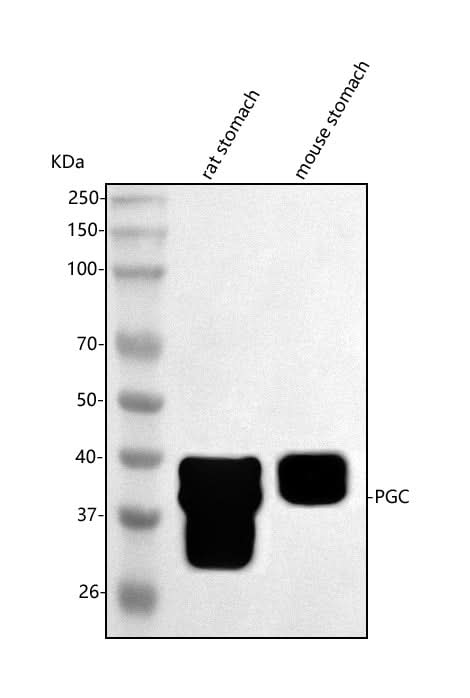 Anti-PGC Antibody Picoband® Boster Bio