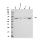 Anti-FTO Antibody Picoband® Boster Bio
