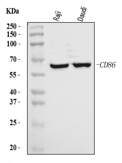 Anti-CD86 Antibody Picoband® Boster Bio