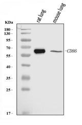 Anti-Cd86 Antibody Picoband® Boster Bio