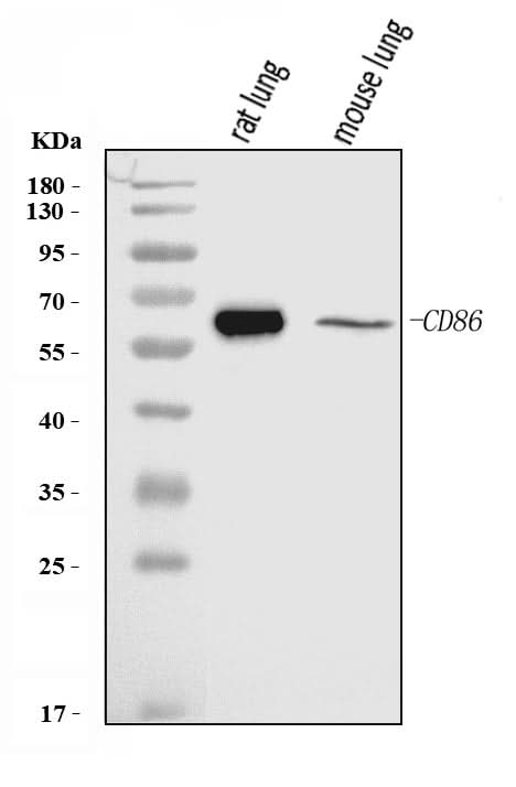 Anti-Cd86 Antibody Picoband® Boster Bio
