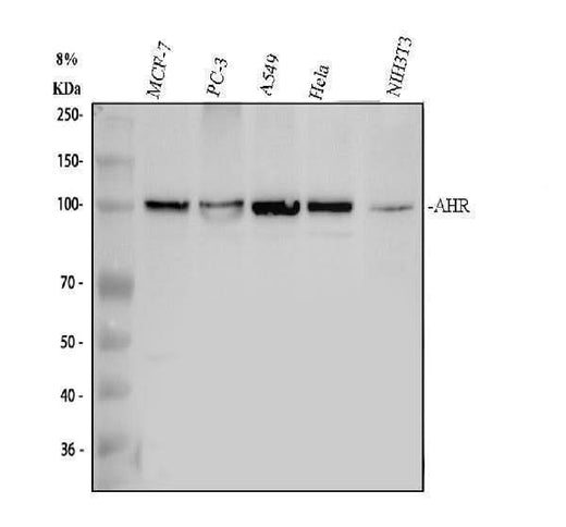 Anti-Aryl hydrocarbon Receptor/AHR Antibody Picoband® Boster Bio