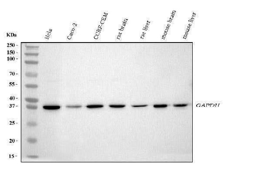 Anti-GAPDH Antibody Picoband® Boster Bio