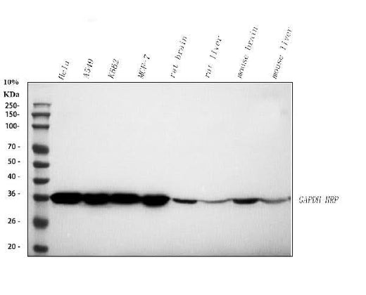 Anti-GAPDH Antibody Picoband® (HRP) Boster Bio
