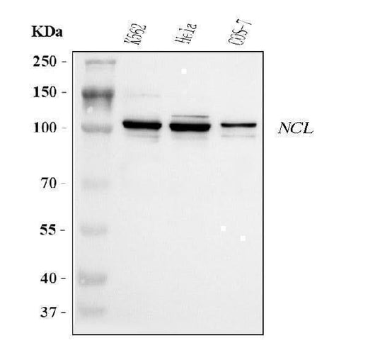 Anti-Nucleolin/NCL Antibody Picoband® Boster Bio