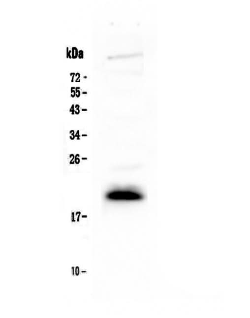 Anti-IL4 Antibody Picoband® Boster Bio