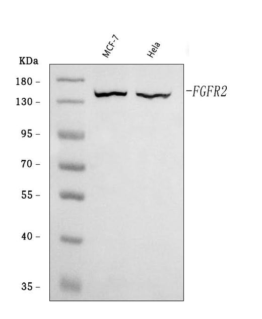 Anti-FGFR2 Antibody Picoband® Boster Bio