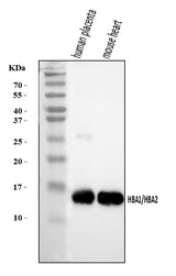 Anti-Hemoglobin/HBA1/HBA2 Antibody Picoband® Boster Bio