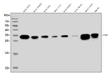 Anti-FADD Antibody Picoband® Boster Bio