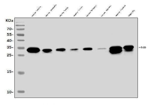 Anti-FADD Antibody Picoband® Boster Bio
