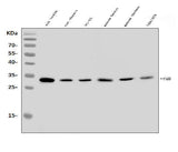 Anti-FADD Antibody Picoband® Boster Bio