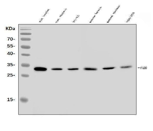 Anti-FADD Antibody Picoband® Boster Bio