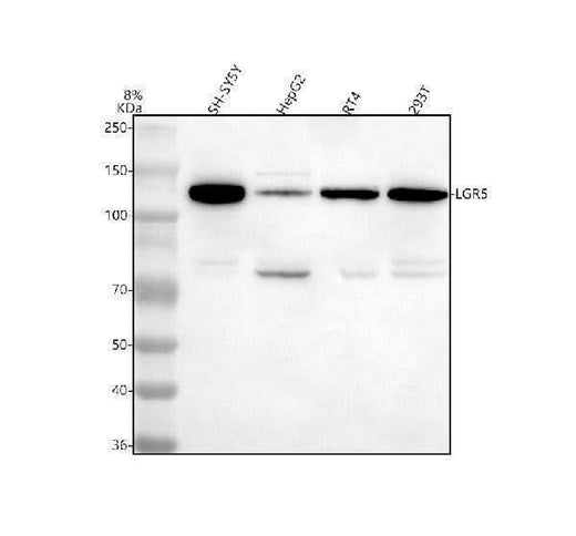 Anti-LGR5 Antibody Picoband® Boster Bio