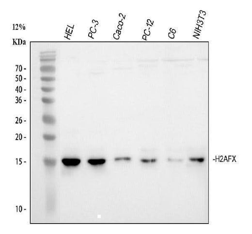 Anti-Histone H2A.X/H2AFX Antibody Picoband® Boster Bio