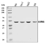 Anti-Aurora A/AURKA Antibody Picoband® Boster Bio