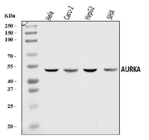 Anti-Aurora A/AURKA Antibody Picoband® Boster Bio