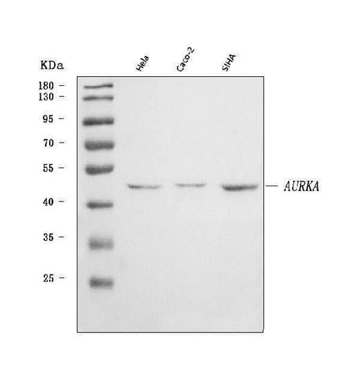 Anti-Aurora A/AURKA Antibody Picoband® Boster Bio