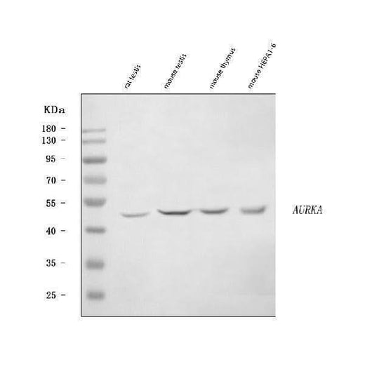 Anti-Aurora A/Aurka Antibody Picoband® Boster Bio
