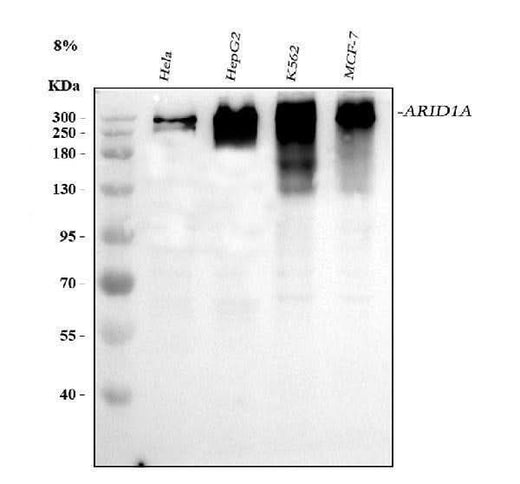Anti-ARID1A Antibody Picoband® Boster Bio