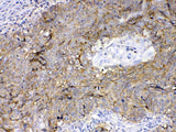 Anti-CD147/Emmprin/BSG Antibody Picoband® Boster Bio