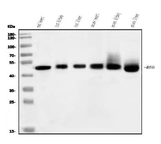 Anti-CD147/Bsg Antibody Picoband® Boster Bio