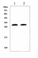 Anti-C Reactive Protein/Crp Antibody Picoband® Boster Bio