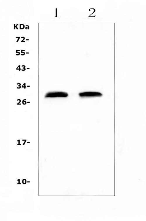 Anti-C Reactive Protein/Crp Antibody Picoband® Boster Bio