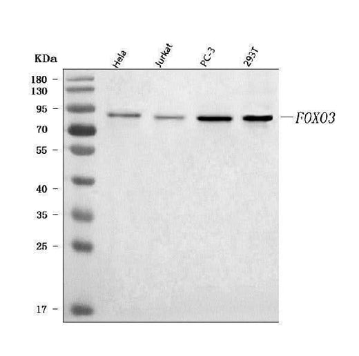 Anti-FOXO3A/FOXO3 Antibody Picoband® Boster Bio