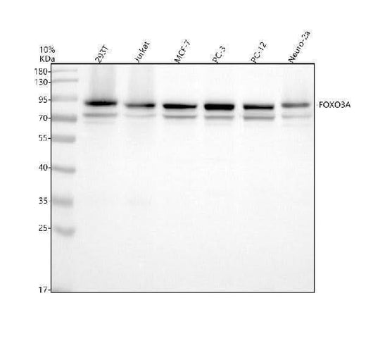 Anti-FOXO3A/FOXO3 Antibody Picoband® Boster Bio