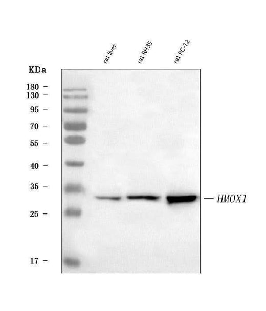 Anti-Heme Oxygenase 1/Hmox1 Antibody Picoband® Boster Bio