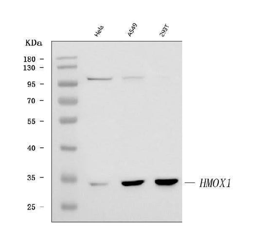 Anti-Heme Oxygenase 1/HMOX1 Antibody Picoband® Boster Bio