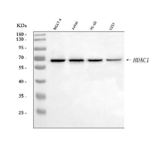Anti-HDAC1 Antibody Picoband® Boster Bio