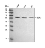 Anti-E2F1 Antibody Picoband® Boster Bio
