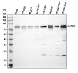 Anti-BMAL1/ARNTL Antibody Picoband® Boster Bio