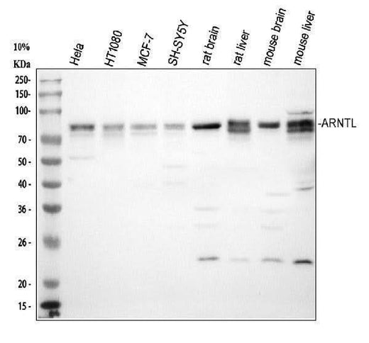 Anti-BMAL1/ARNTL Antibody Picoband® Boster Bio