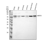 Anti-BMAL1/ARNTL Antibody Picoband® Boster Bio