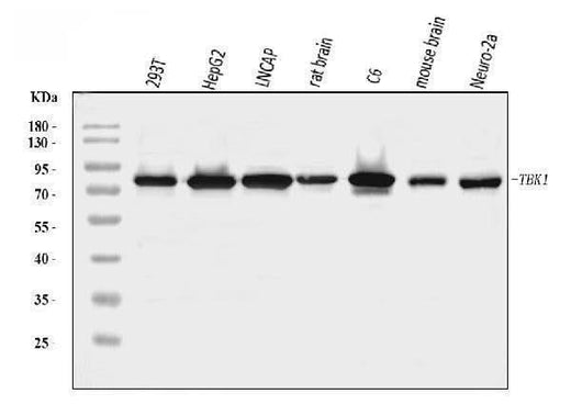 Anti-NAK/TBK1 Antibody Picoband® Boster Bio