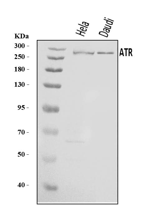 Anti-ATR Antibody Picoband® Boster Bio